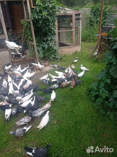 Старобакинские бойные голуби