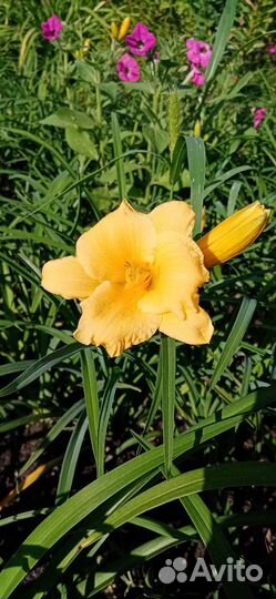 Лилейники сортовые, жёлтые и красные