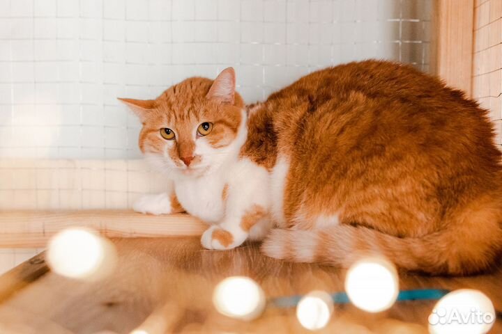 Кот из приюта