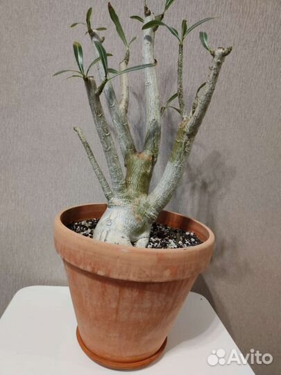 Адениум взрослый