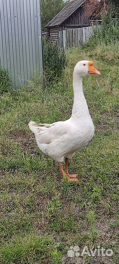 Гусь на племя