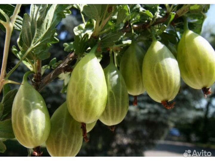 Саженцы крыжовника и смородины