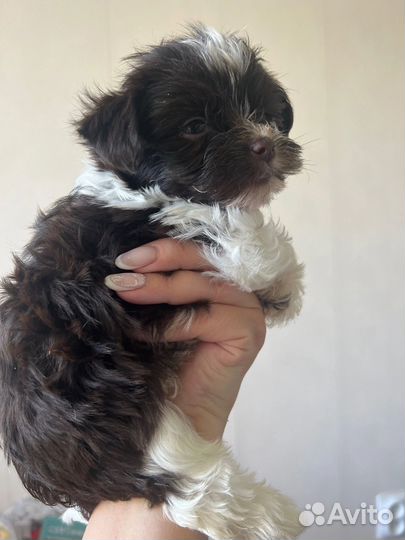 Щенки бивер йорка супер мини, мини и стандарт