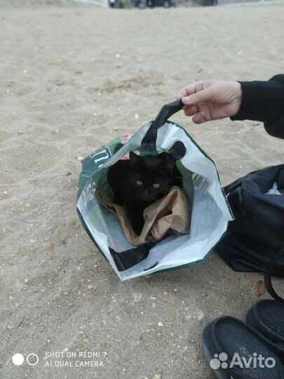 Кошка в дар