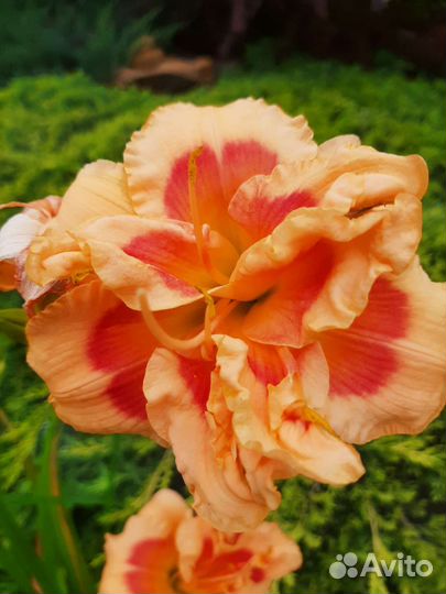 15сортов.Лилейники сортовые