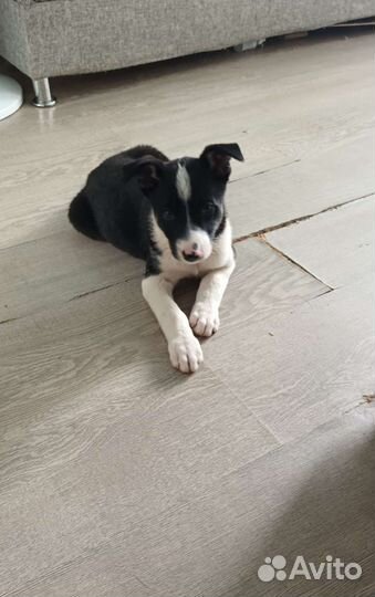 Щеночки 3,5 месяца в добрые руки