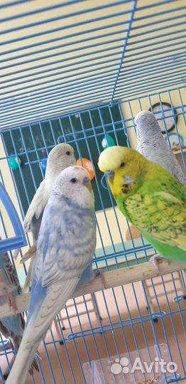 Выставочный волнистый попугай