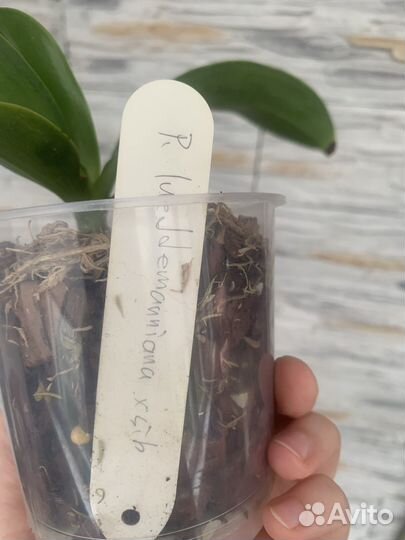 Lueddemaniana x sib орхидея фаленопсис