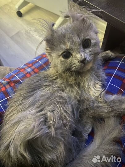 Котенок девочка в добрые руки