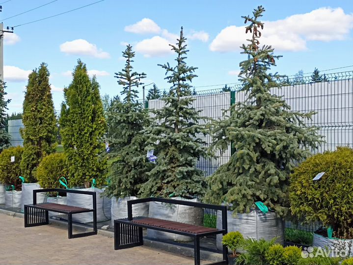 Ель голубая колючая H 200-250 см