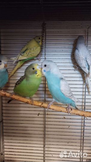 Волнистые попугаи