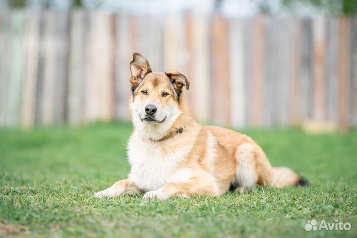 Собака метис