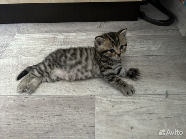 Шотландские котята