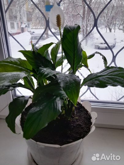 Спатифиллум