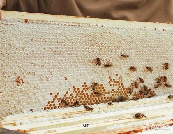 Мед 24 года Алтайский опт