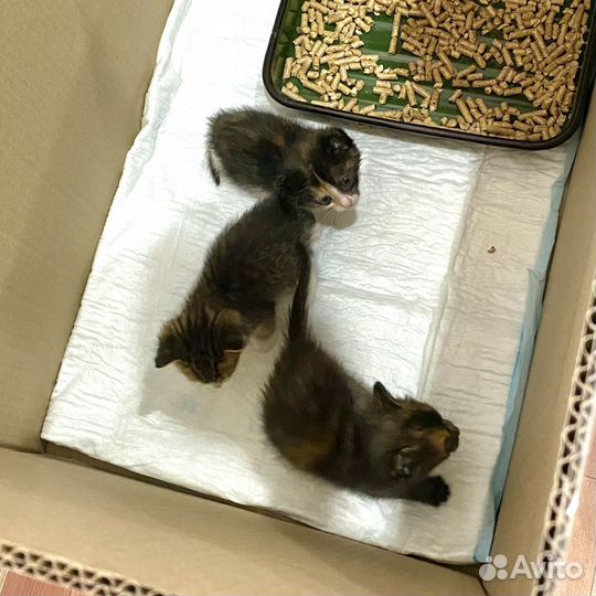 Котята бесплатно