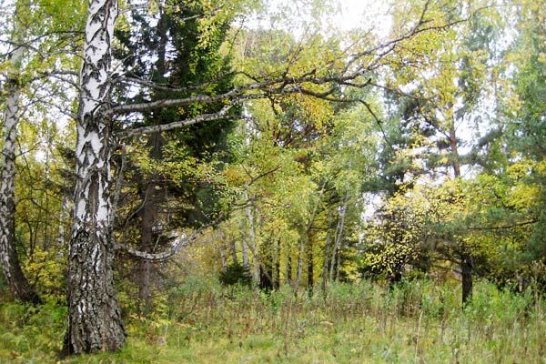 Участок 7,21 га (СНТ, ДНП)