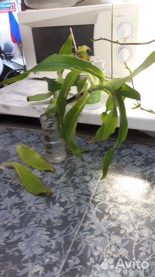 Золотой ус для приготовления лечебного препарата