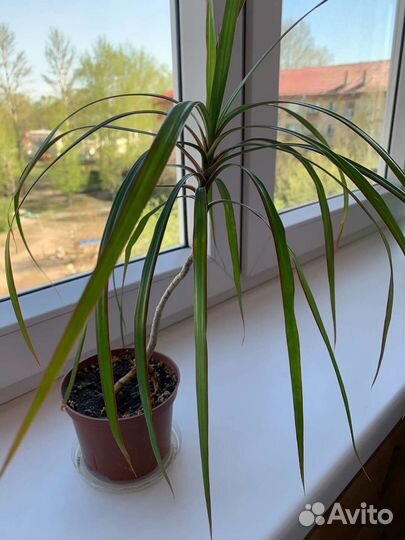 Пальма драцена