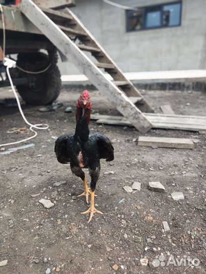 Бойцовский петух