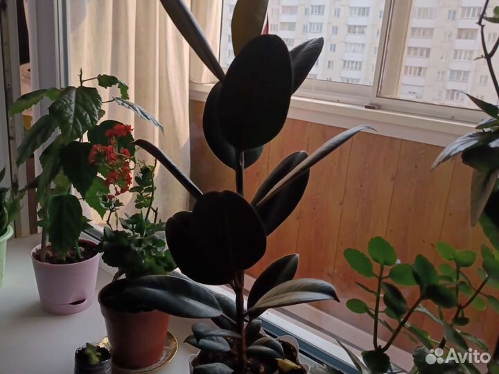 Гибискус китайская роза