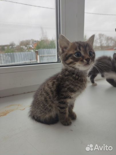 Котята в дар бесплатно