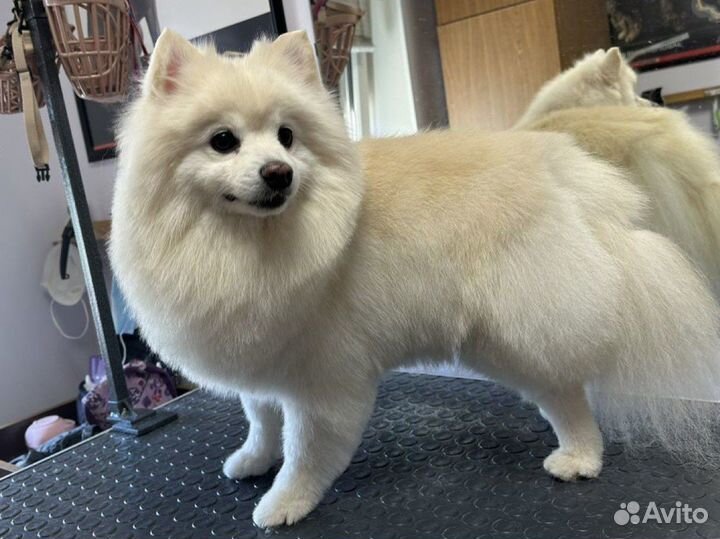 Груминг собак и кошек