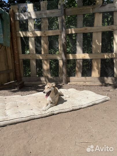 Собаки бесплатно в добрые руки щенки