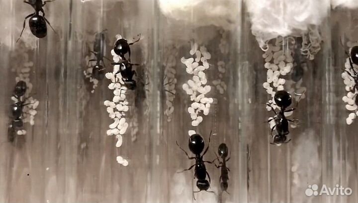 Муравьи жнецы Messor structor