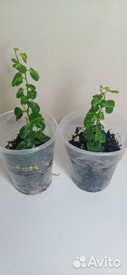 Фикусы карликовые пумила, мокламе