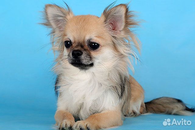 Вязка кобель Чихуахуа с великолепной родословной