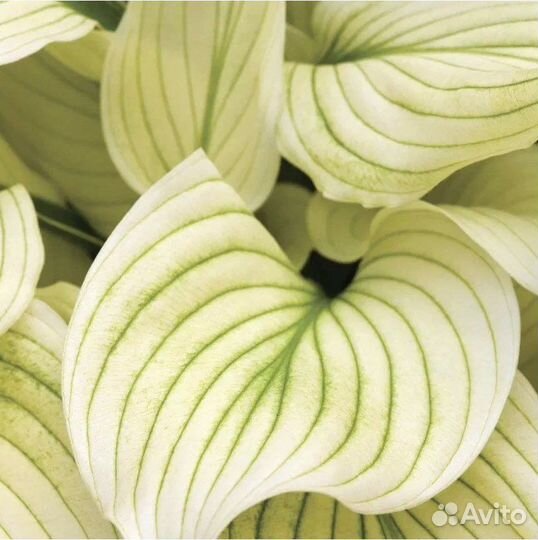 Хоста белое перо WhiteFeather