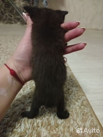 Котята в добрые руки бесплатно