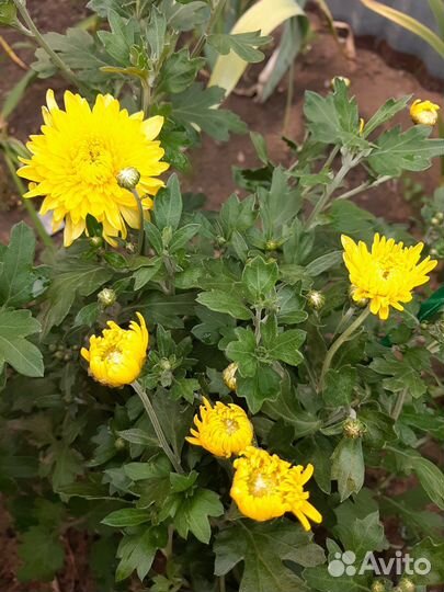 Хризантема корейская 