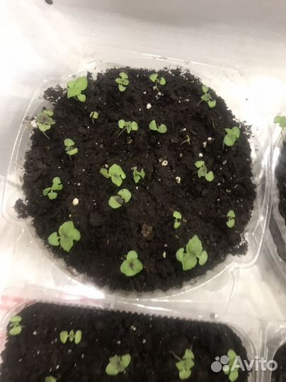 Рассада огурцов и базилика