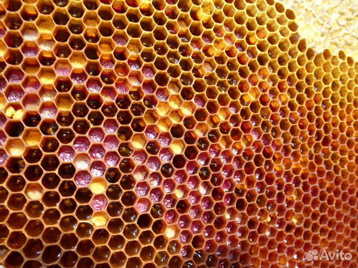 Перга, подсушенная - смотрите описание