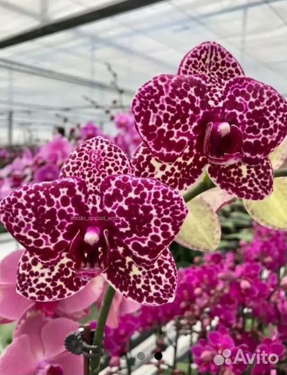 Орхидея Phal. Wild Cat