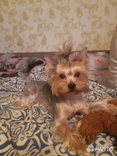 Йоркширский терьер Вязка