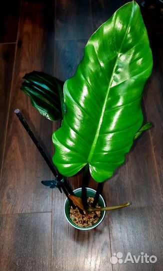 Филодендроны коллекционные