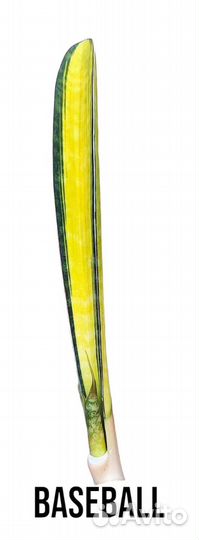 Сансевиерия sansevieria Indonesia