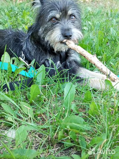 Отдам собаку