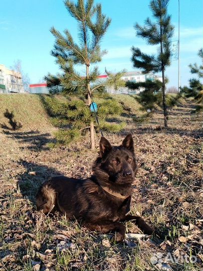 Собака в добрые руки отдам бесплатно
