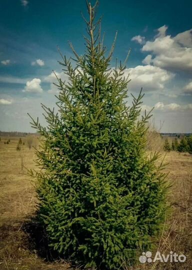 Ель сибирская