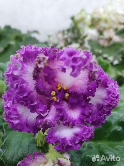 Фиалка пт Принцесса Ясмин