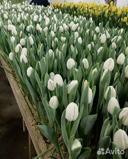 Тюльпаны к 8 марта 2024г