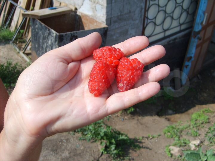 Дом 220 м² на участке 17,5 сот.