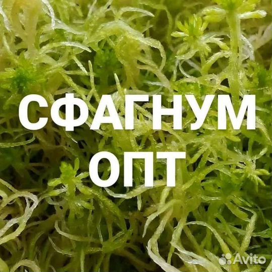 Мох сфагнум живой