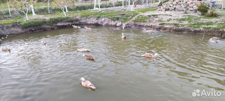 Петушки леггорн белый 2 мес