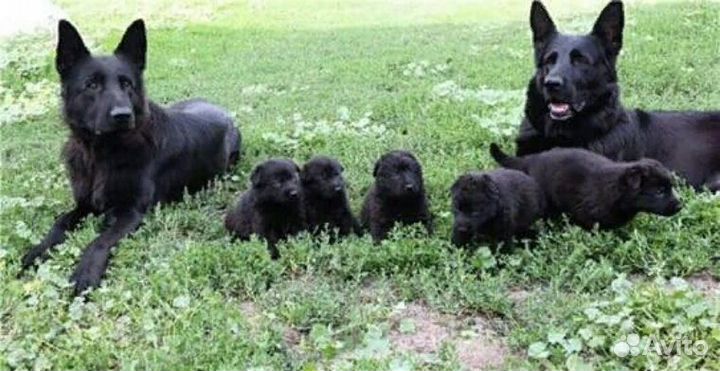 Черные немецкие овчарки - экс черные щенки