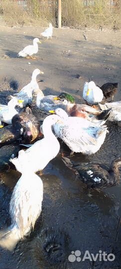 Утки,гуси,кролики